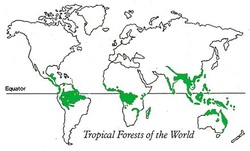 Map Tropical Rainforest